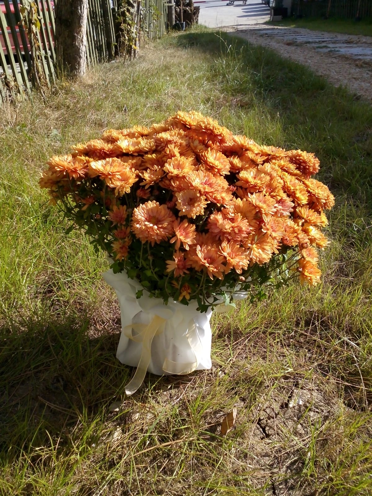 Saksı Çiçeği Kasımpatı (sarı renkli)